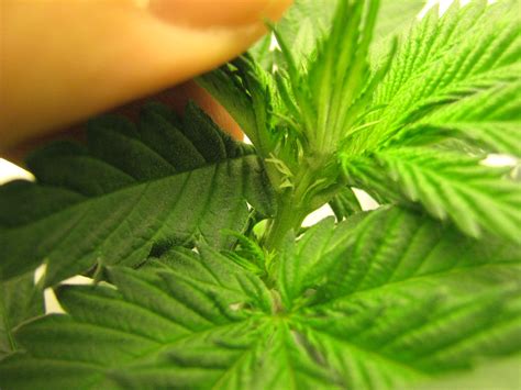 100 Watt Cfl Grow Update 5 How To Recognize Male And
