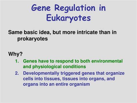 Ppt Gene Regulation In Eukaryotes Powerpoint Presentation Free