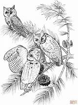 Eared Owl Designlooter Owls sketch template