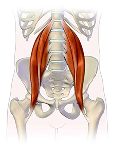 Psoas Muscles And Back Pain How To Strengthen Your Psoas
