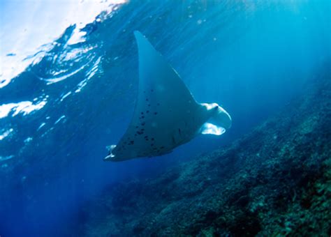 manta rays dangerous mantaray island resort   answer