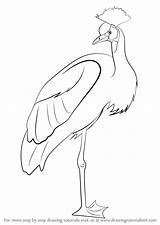 Crane Crowned Drawing Draw Step Birds Tutorials Drawingtutorials101 sketch template