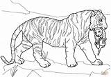 Coloring Tiger Pages Cub Mother Carrying Drawing sketch template