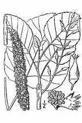 Populus Heterophylla Database Pfaf Usda Nrcs Flora Illustrated 1913 Britton Northern Plants Canada States Brown United Swamp Cottonwood sketch template