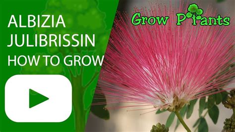 albizia julibrissin tree   grow  care plant information