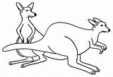 Kangaroo Netart sketch template