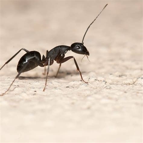 strategies  ant prevention   home extermpro