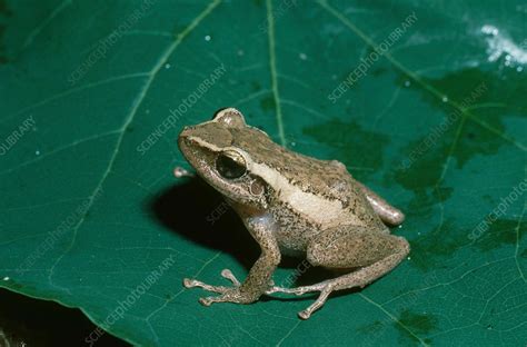 coqui stock image  science photo library