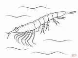 Krill Coloring Clip Pages Northern Printable Clipart Antarctic Cliparts Crustacean Drawing Shrimp Sea sketch template