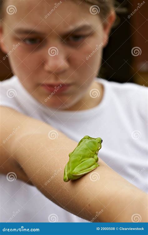 green tree frog  arm stock photo image  wales sitting