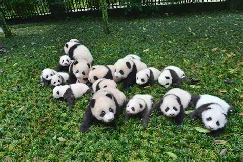 panda wikia wikianimalsoep fandom powered  wikia