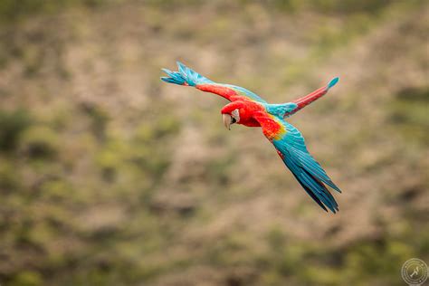 pictures    european eyes exotic birds  flight