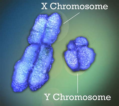 the venus project foundation the y chromosome beyond gender