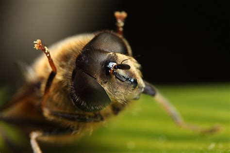 dronefly hoverfly  dronefly hoverfly brian valentine flickr