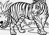 Tiger Coloring Pages Drawing Printable Kids Line Sheets Tigers Easy Sheet Trolley Adults Color Getdrawings Cool Print Daniel Getcolorings Pattern sketch template