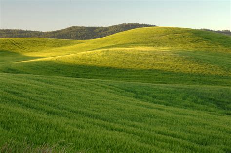 Serene Grassy Landscape Wallpaper –