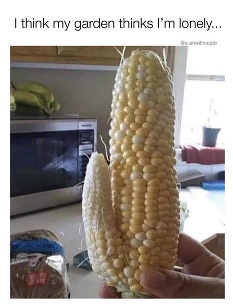 Corn On The Cob Funny Pictures Corn Pictures