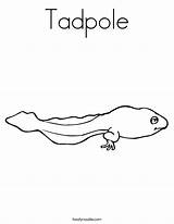 Tadpole Coloring Drawing Print Color Built California Usa Paintingvalley Twistynoodle sketch template
