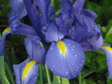 handed stitcher friday flowers blue iris