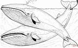 Colorare Disegni Whales Sea sketch template
