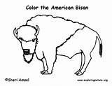 Bison Coloring American Exploringnature sketch template
