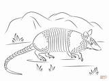 Armadillo Coloring Pages Nine Banded Drawing Printable Walks Tatou Un Grass Walking Draw Drawings Armadilo Getdrawings Coloringbay Designlooter Coloriage sketch template