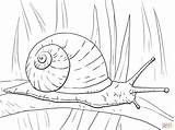 Snail Coloring Pages Garden Printable Drawing Super Supercoloring Mushroom sketch template