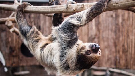 a sloth retirement home has been set up in the uk pretty 52