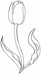 Bunga Mewarnai Marimewarnai Tulip sketch template