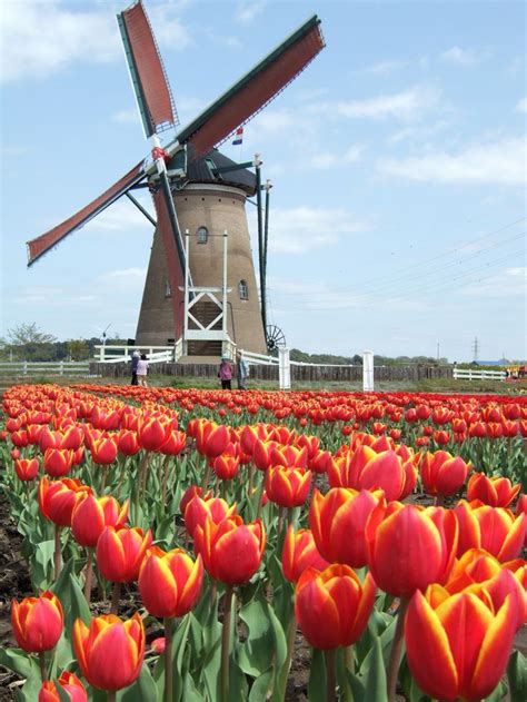 tulip festival netherlands wonderful windmills pinterest