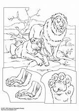 Kleurplaat Leones Lions Leeuwen Colorare Lion Savane Leoni Coloring Coloriages Lionne Disegni Partager Educima sketch template