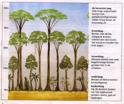 grondsoort en opbouw het tropisch regenwoud