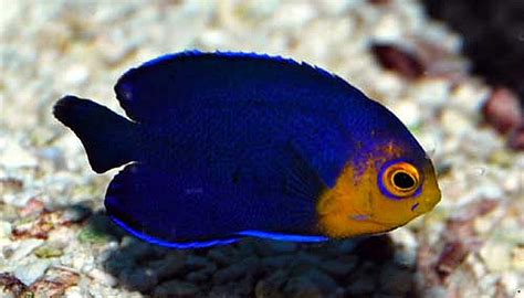 dwarf pygmy angelfish centropyge argi tropical fish keeping