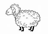 Sheep Coloring Fur Fleece Designlooter sketch template