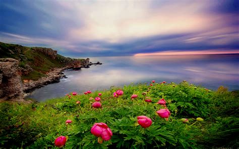 beautiful landscape ocean coastal coast green vegetation red flowers desktop wallpaper hd