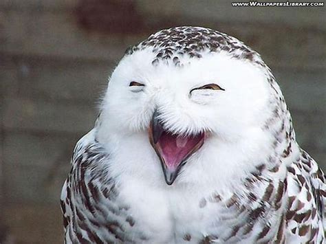 funny owl wallpaper desktop funny animal