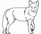 Coyote Coloring Pages Getdrawings Howling sketch template