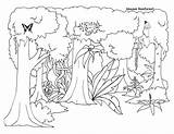 Jungle Coloring Pages Rainforest Forest Layers Tropical Drawing Printable Color Habitat Printables Book Animals Animal Ecosystem Getcolorings Theme Getdrawings Colorings sketch template