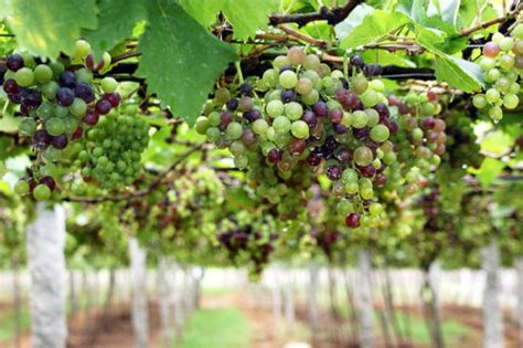 vineyard waste  biofuel wineries  multiple