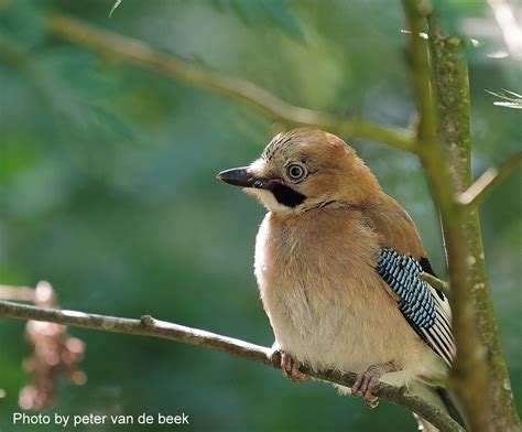 informatie  vogels van nederland vogels kijken en fotos jackdaw nutcrackers blue jay