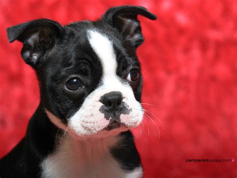 boston terrier breed guide learn   boston terrier