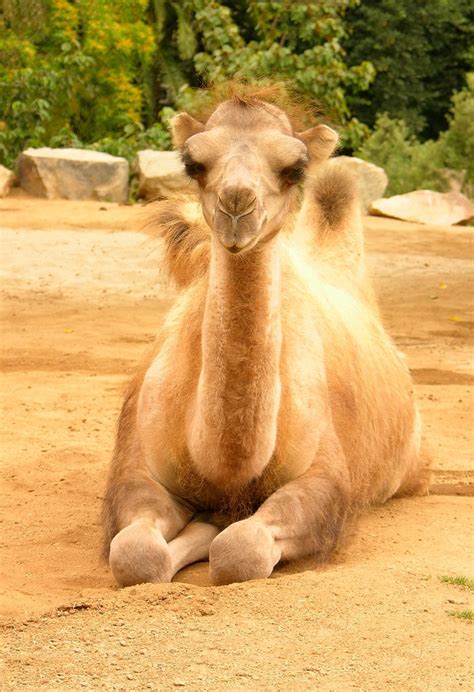 baby camel  love  camels pinterest