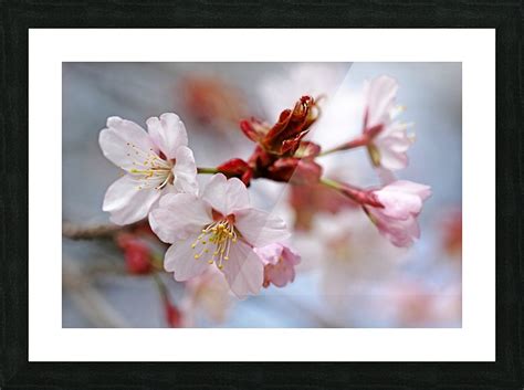 Sargents Cherry Blossoms Deb Oppermann Print Blossom