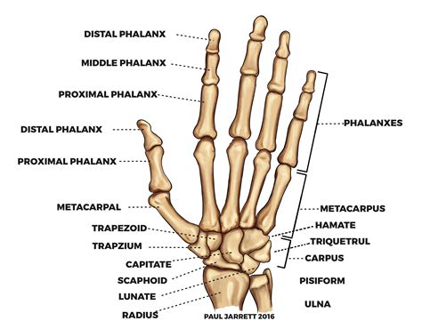 paul jarrett hand  wrist anatomy murdoch orthopaedic clinic