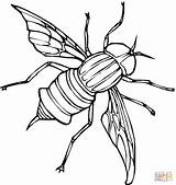 Mosca Fliege Ausmalbild Colorear Kolorowanka Mucha Insectos Mouches Owad Insetti Kolorowanki Pospolity Drukuj Koloruj Horsefly Une Kategorien Printmania sketch template