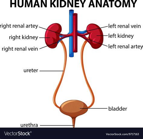 update  human kidney sketch super hot seveneduvn