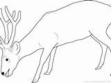 Deer Coloring Pages Getdrawings Mule sketch template