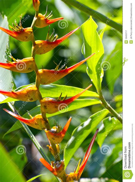 Tropical Birds Of Paradise Flowers Royalty Free Stock