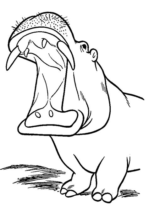 hippo coloring pages kidsuki