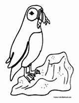 Puffin Coloring Pages Rock sketch template